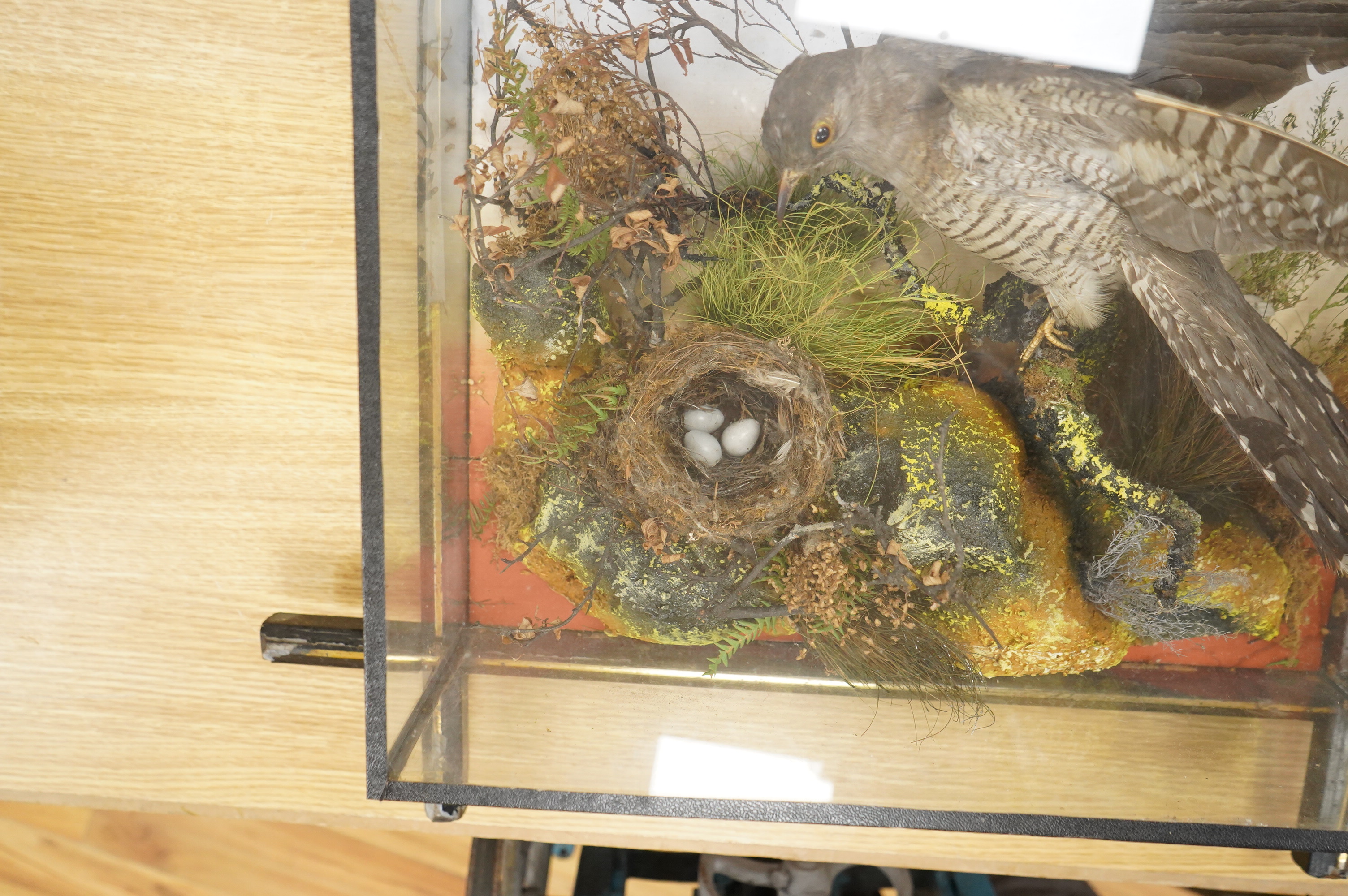 A Victorian taxidermy display of a cuckoo with a nest in foliage, contained within a wool hanging a glass cabinet with ebonised frame, 58cm high, 62cm wide, 18cm deep